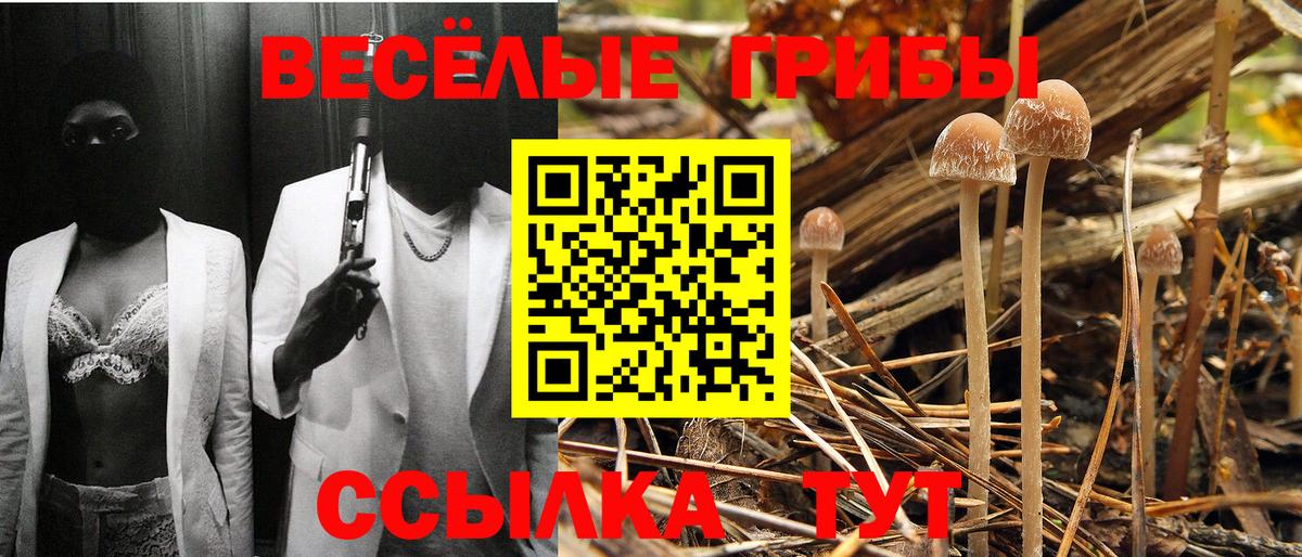 Псилоцибиновые грибы Cubensis Тутаев