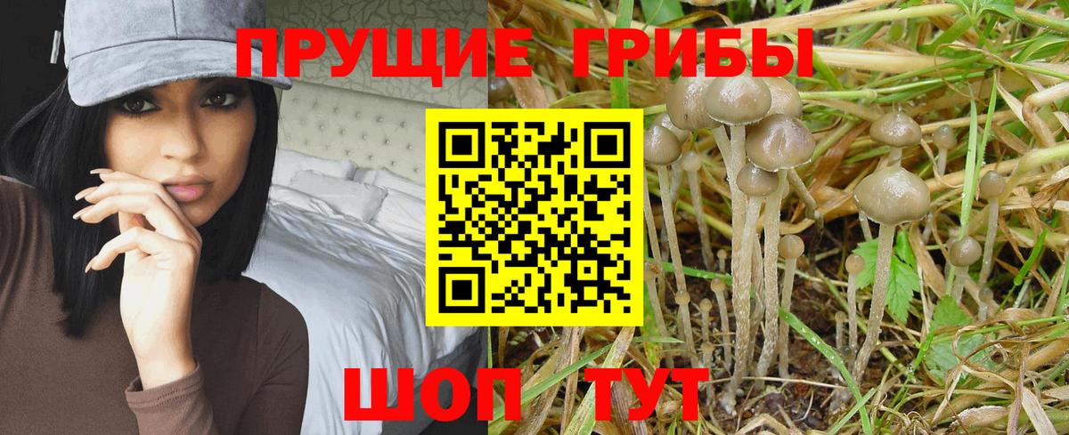 Тутаев  Псилоцибиновые грибы ЛСД  Вход с VPN 